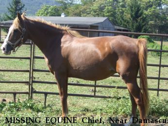 MISSING EQUINE Chief, Near Damascus, MD, 20872
